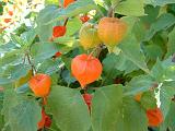 Chinese lantern Physalis alekengi 